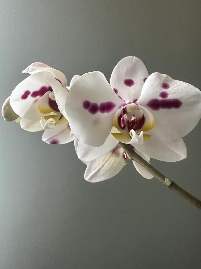 White orchid blooming in the office